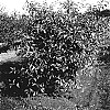 Prunus%20L.%20%27Piku%204%27
