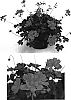 Pelargonium%20x%20hortorum%20x%20Pelargonium%20tongense%20%27Cante%20Coras%27