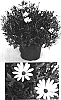 Osteospermum%20ecklonis%20%27Aknai%27