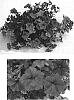 Petunia%20x%20hybrida%20%27Jam%20Litbule%27