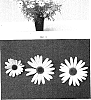 Argyranthemum%20x%20hybrida%20%27OHAR0132%27