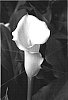 Zantedeschia%20sprengeri%20%27Swan%20Lake%27