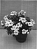 Pelargonium%20crispum%20%27Paceyes%27