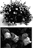 Antirrhinum%20x%20hybrida%20%27Sant217A%27