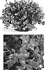 Antirrhinum%20x%20hybrida%20%27Sant214E%27