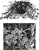 Verbena%20hybrida%20%27USBENAS18%27