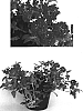 Verbena%20hybrida%20%27USBENA5122%27