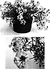 Verbena%20hybrida%20%27USBENAS24%27