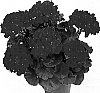 Pelargonium%20x%20hortorum%20%27Duecorona%27