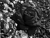 Rose%20hybrid%20%27Jasper%20Crane%27