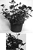 Verbena%20hybrida%20%27USBENAL25%27