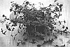 Torenia%20hybrida%20%27Sunrenilamu%27