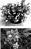 Antirrhinum%20x%20hybrida%20%27Sant229A%27