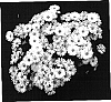 Aster%20hybrida%20%27Yopuff%27