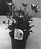 Osteospermum%20ecklonis%20%27Sunny%20Serena%27