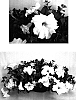 Petunia%20x%20hybrida%20%27USTUNI164%27