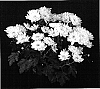 Chrysanthemum%20x%20morifolium%20%27Yonew%20York%27