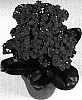 Kalanchoe%20blossfeldiana%20%27Hayworth%27