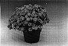 Chrysanthemum%20morifolium%20%27Ida%27