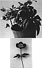 Helleborus%20orientalis%20%27HGC%20Merlin%27