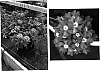 Verbena%20hybrida%20%27Wesverlav%27