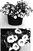 Calibrachoa%20sp.%20%27USCALI48%27