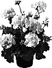 Pelargonium%20x%20hortorum%20%27Genlibwi%27