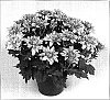 Chrysanthemum%20morifolium%20%27Vamp%20Time%20Bronze%27