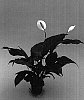 Spathiphyllum%20hybrid%20%27Junior%27