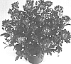 Chrysanthemum%20morifolium%20%27Chisel%20Time%20Cerise%27