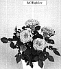 Rosa%20hybrida%20%27KORglolev%27