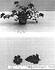 Verbena%20x%20hybrida%20%27Balazcherd%27