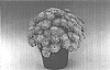 Chrysanthemum%20morifolium%20%27Agapi%27