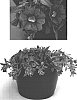 Calibrachoa%20sp.%20%27USCALI4%27
