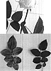 Rosa%20hybrida%20%27Schirus%27