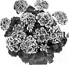 Pelargonium%20x%20hortorum%20%27Dueimgabri%27