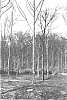 Juglans%20nigra%20L.%20%27Beineke%209%27