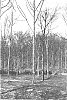 Juglans%20nigra%20L.%20%27Beineke%209%27