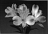 Alstromeria%20hybrida%20%27Zalsamano%27