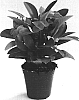 Euphorbia%20milii%20%27Rhea%27