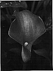 Zantedeschia%20sp.%20%27Crackerjack%27