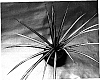 Dracaena%20marginata%20%27Norjim%27