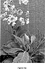 Verbascum%20hybrid%20%27Jackie%20in%20Pink%27