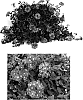 Verbena%20hybrida%20%27Lan%20Depink%27