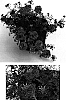 %28Verbena%20hybrida%20x%20Verbena%20tenuisecta%29%20x%20%28Verbena%20hybrida%20x%20Verbena%20tenuisecta%29%20%27Rap%20Orch%27