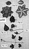 Clematis%20viticella%20%27EVIpo008%27