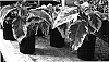Brugmansia%20x%20hybrida%20%27Miner%27s%20Claim%27