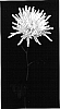 Chrysanthemum%20x%20morifolium%20%27Storm%27