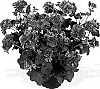 Pelargonium%20peltatum%20%27Dueacanta%27