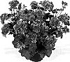 Pelargonium%20peltatum%20%27Dueacanta%27